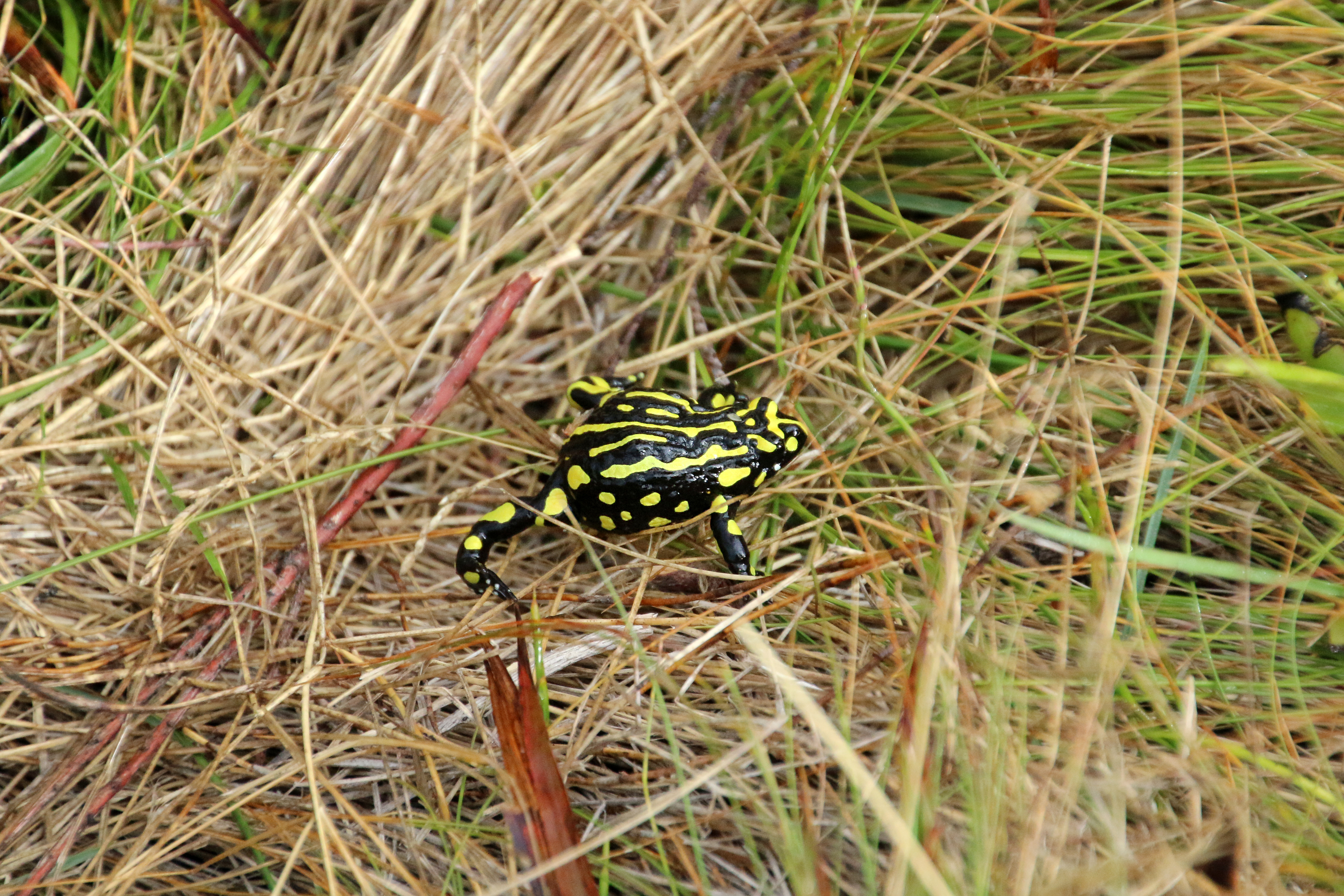 Corroboree Frogs