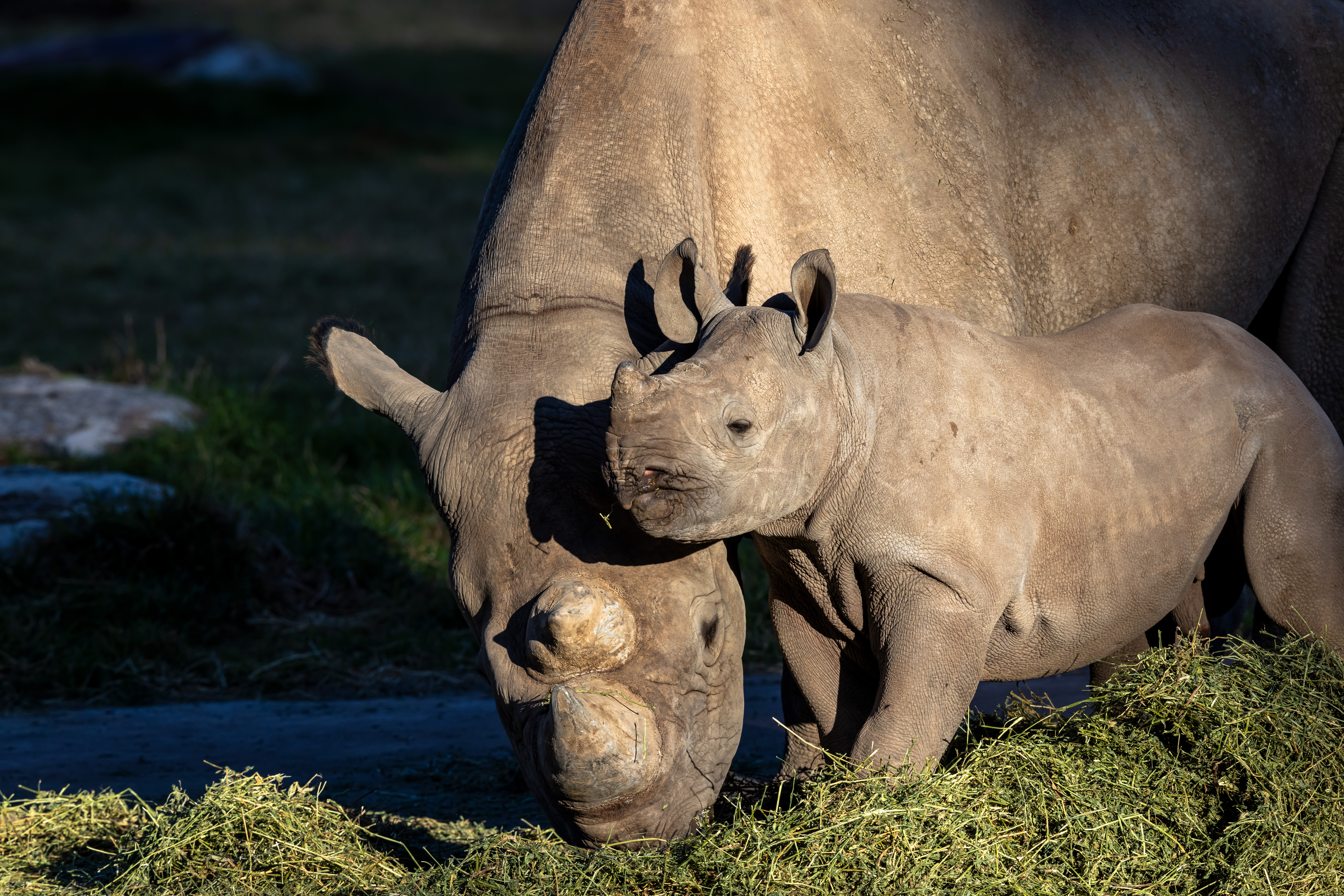 Black Rhino