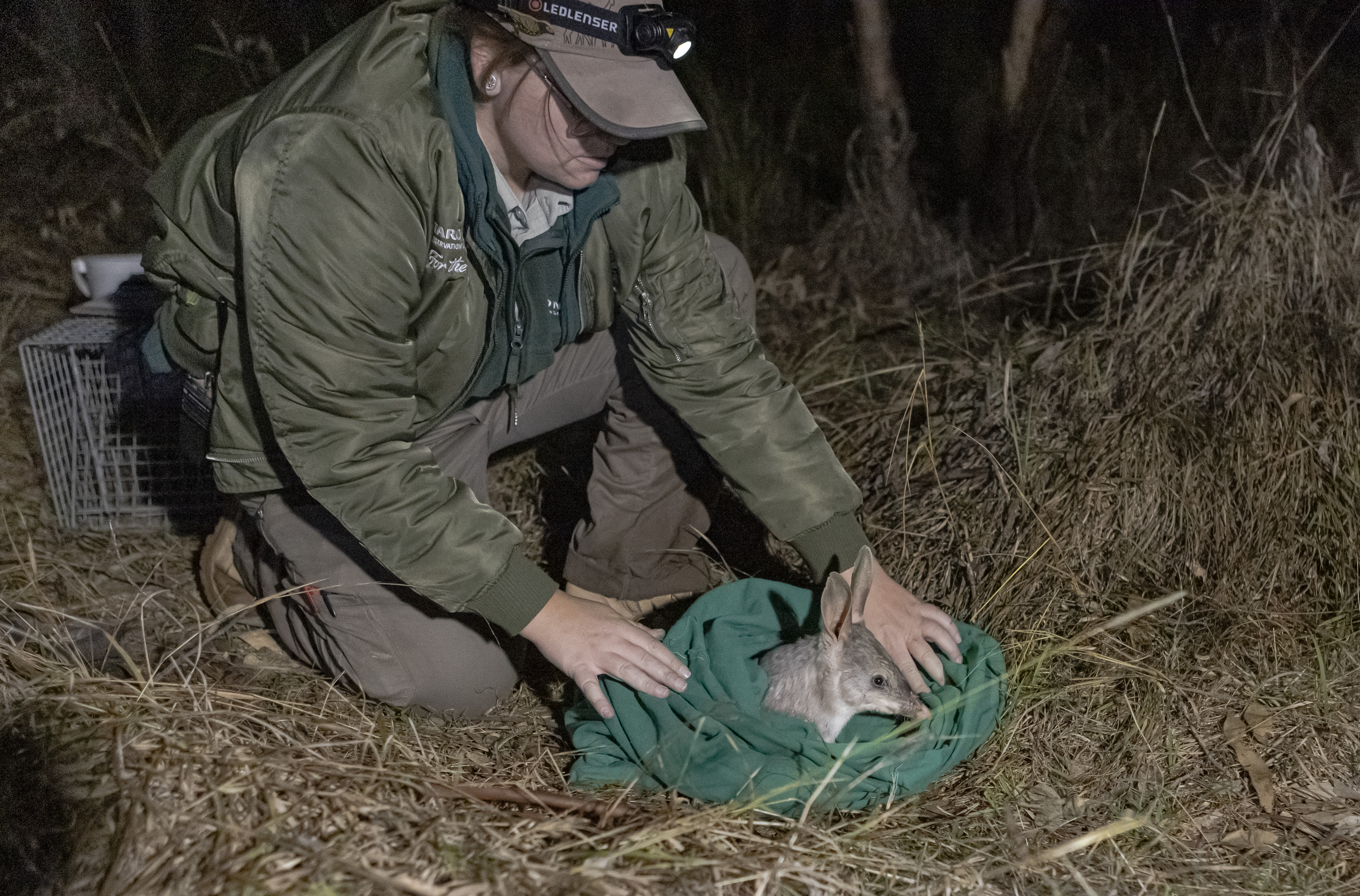Greater Bilby