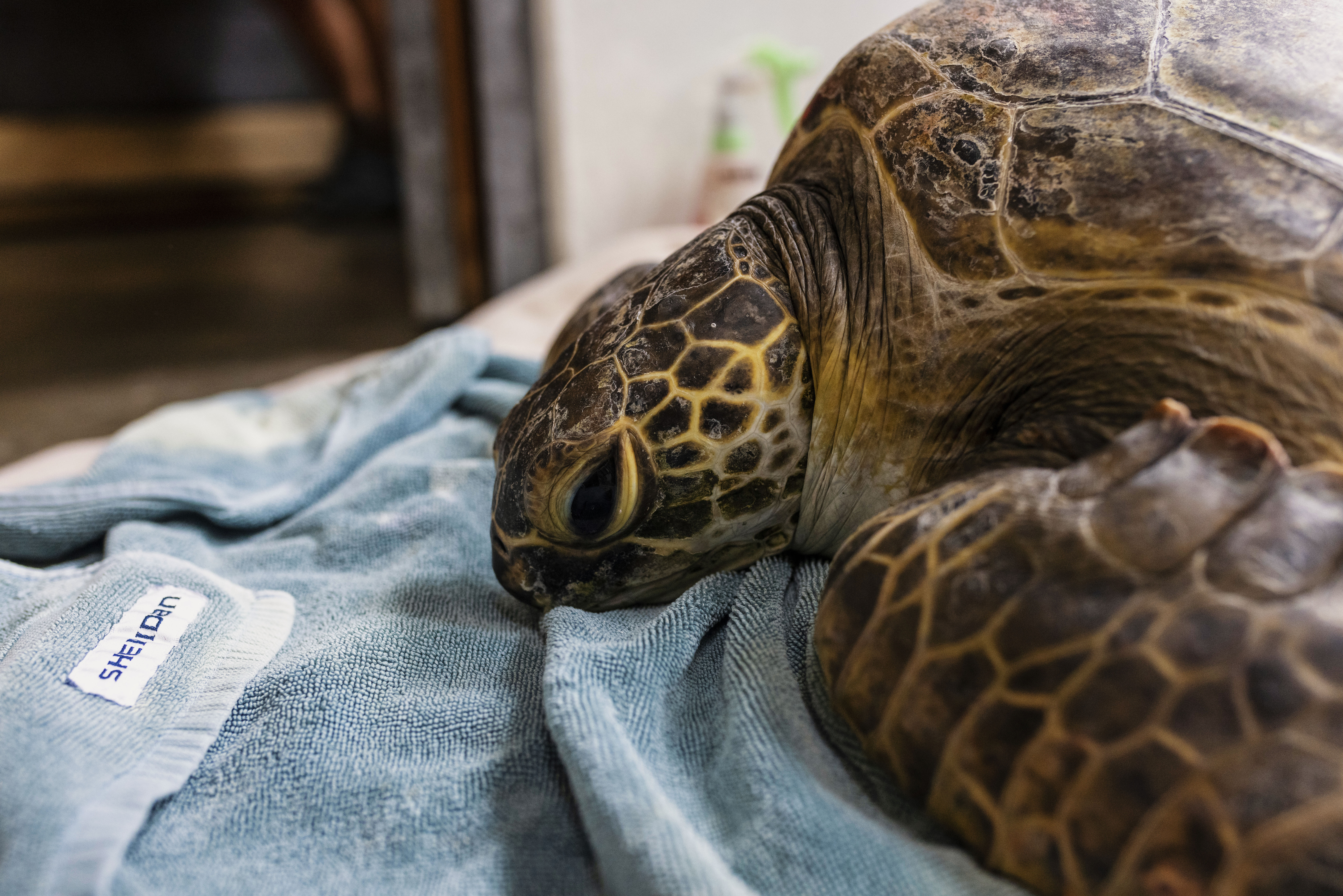 Green Sea Turtle